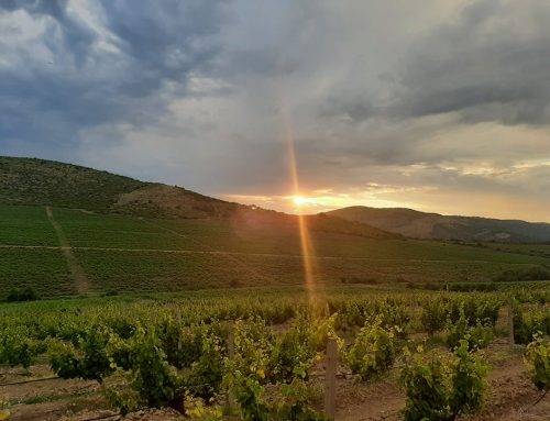 2021.06.14. Убавината на македонската тоскана: Винарија „Шато Сопот“